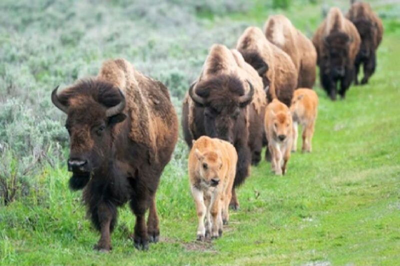 from-jackson-2-day-grand-teton-and-yellowstone-tour