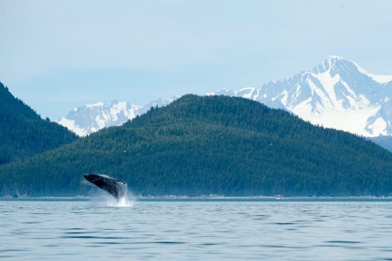 from-juneau-whale-watching-cruise-with-snacks