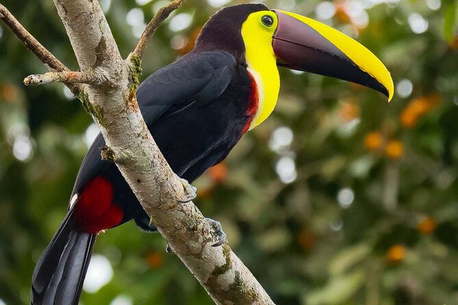 from-la-fortuna-rio-celeste-waterfall-tubing-tour-and-lunch
