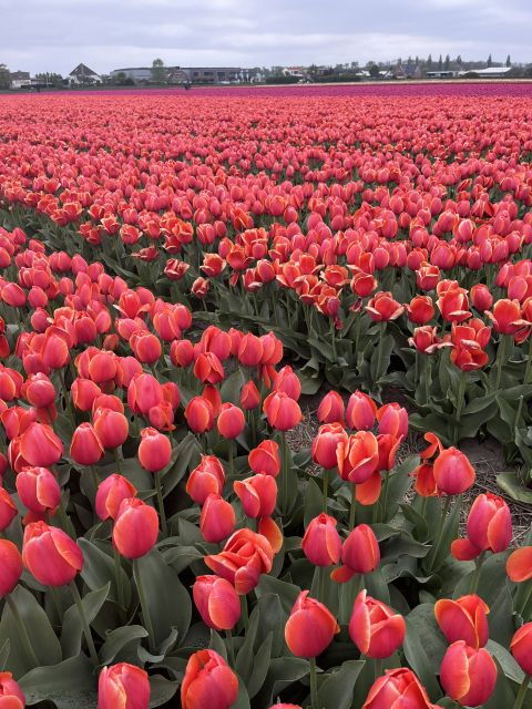 from-lisse-landrover-tour-around-keukenhof-flower-fields