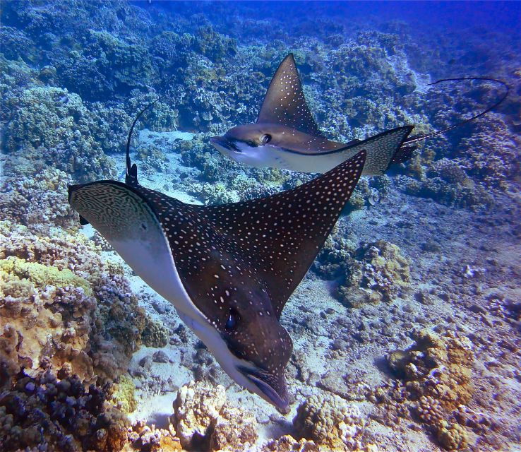 from-maalaea-am-turtle-town-snorkel-aboard-quicksilver