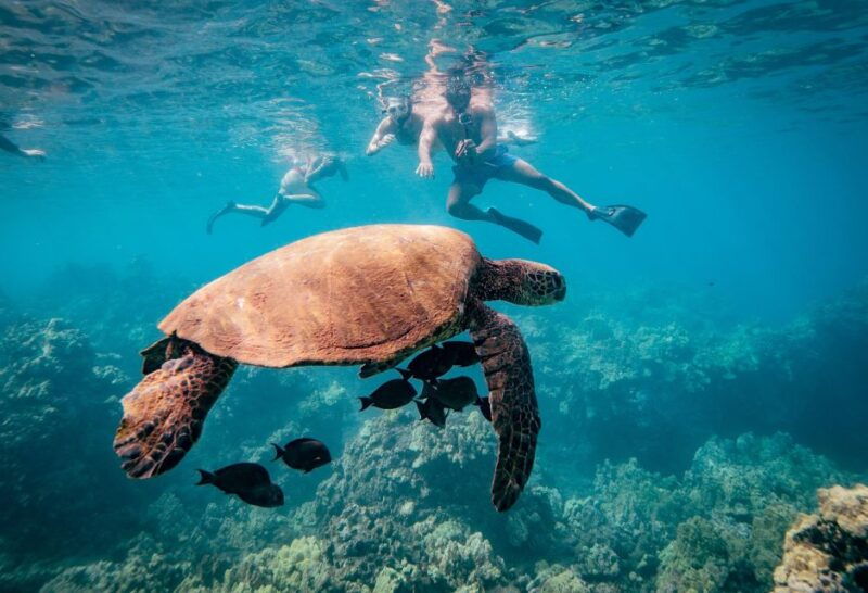 from-maalaea-turtle-town-3-hour-snorkel-and-sail-adventure