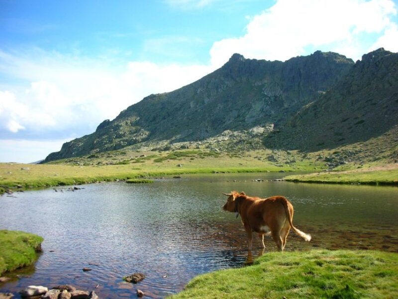 from-madrid-guadarrama-national-park-private-tour