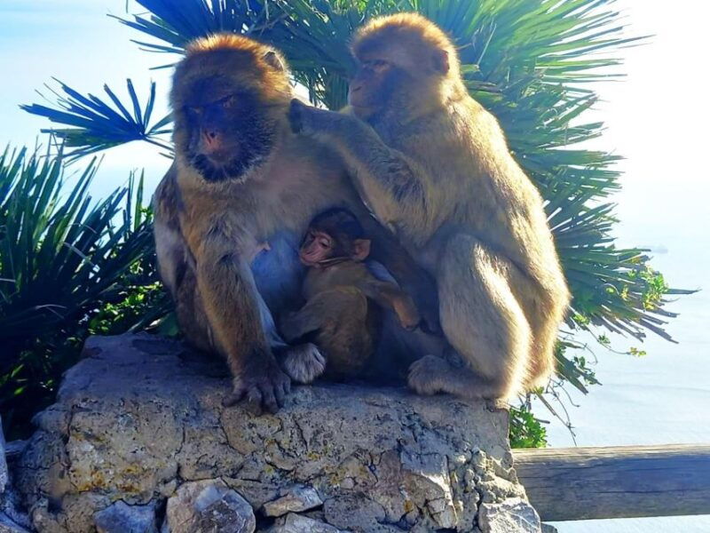 from-marbella-guided-private-trip-to-gibraltar-and-estepona