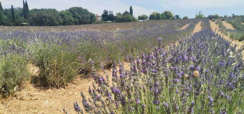 from-marseille-customizable-private-day-tour-of-provence