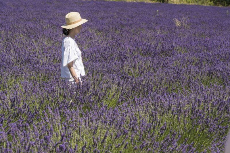 from-marseille-lavender-full-day-trip-to-sault