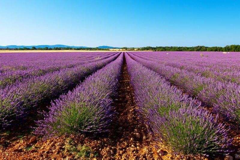 from-marseille-valensole-lavender-full-day-tour