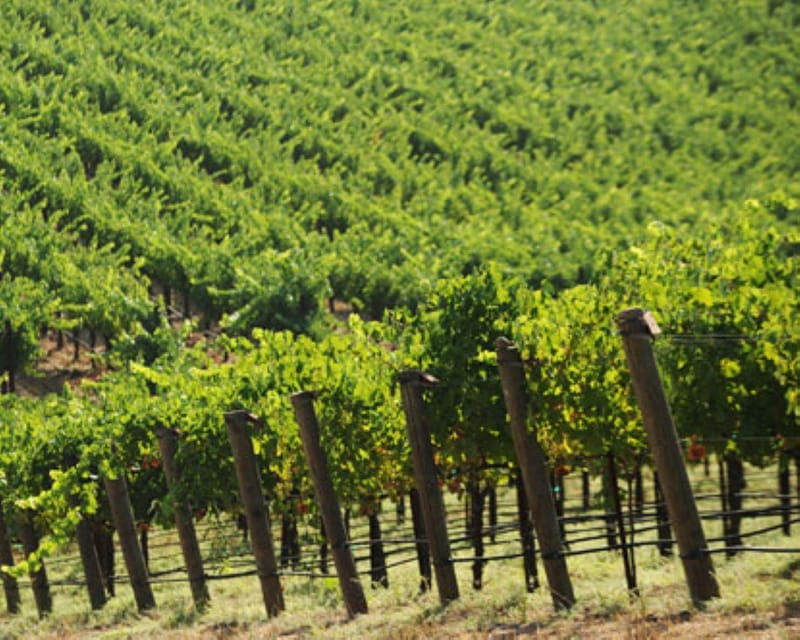 from-napa-private-wine-tour-to-guerneville