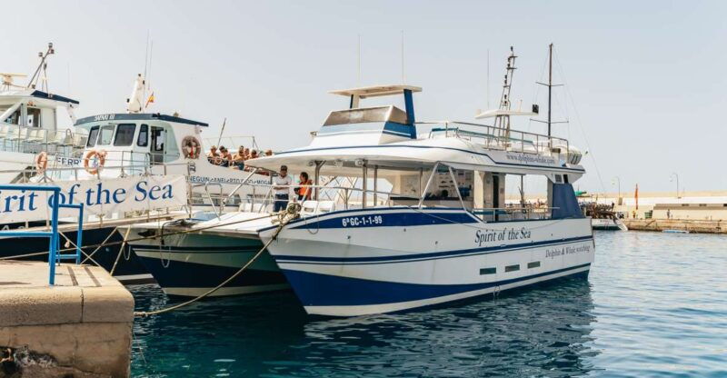 from-puerto-rico-de-gran-canaria-dolphin-watching-cruise