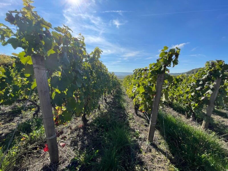 from-reims-epernay-champagne-half-day-tour-small-group