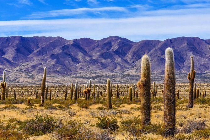 from-salta-two-full-day-excursions-through-cafayate-and-cachi