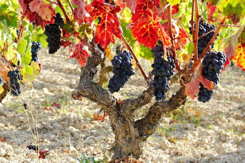 from-san-sebastian-bilbao-vitoria-la-rioja-wineries-tour