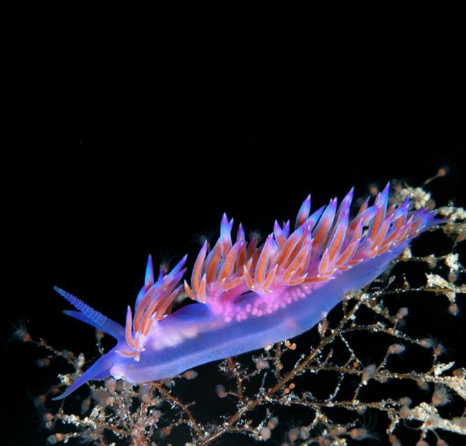 from-san-teodoro-diving-for-experts-in-tavolara-and-molara