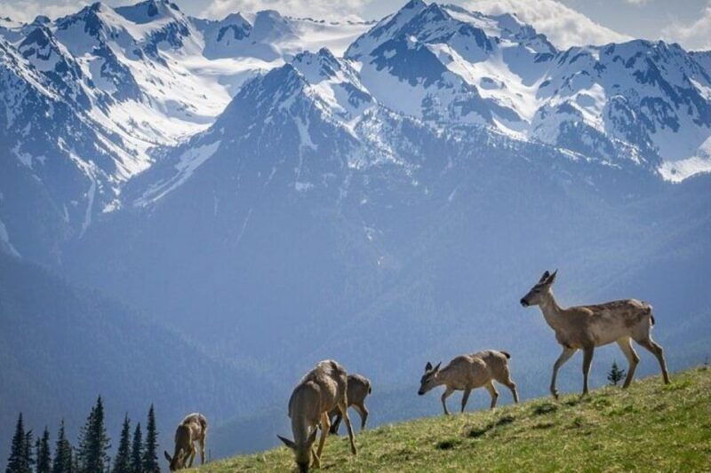 from-seattle-olympic-national-park-full-day-tour