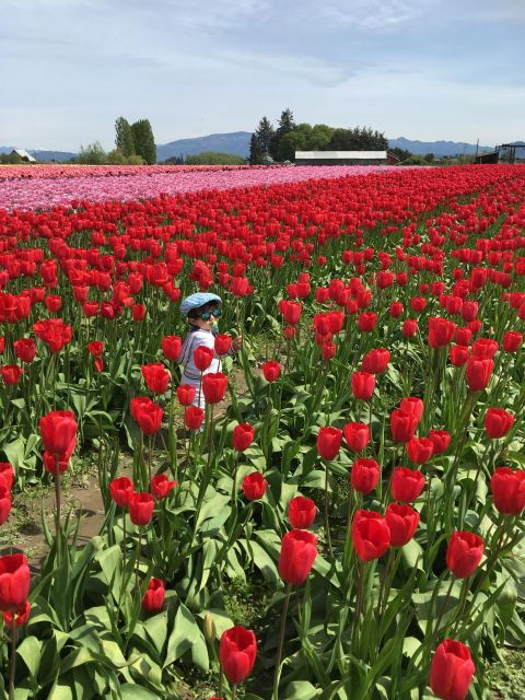 from-seattle-tour-of-skagit-valley-tulip-festival