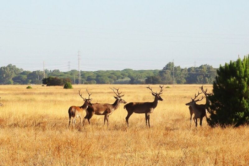 from-seville-donana-national-park-day-trip