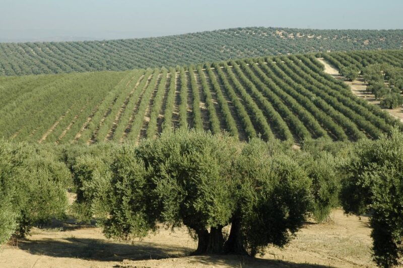 from-seville-olive-oil-farm-tour