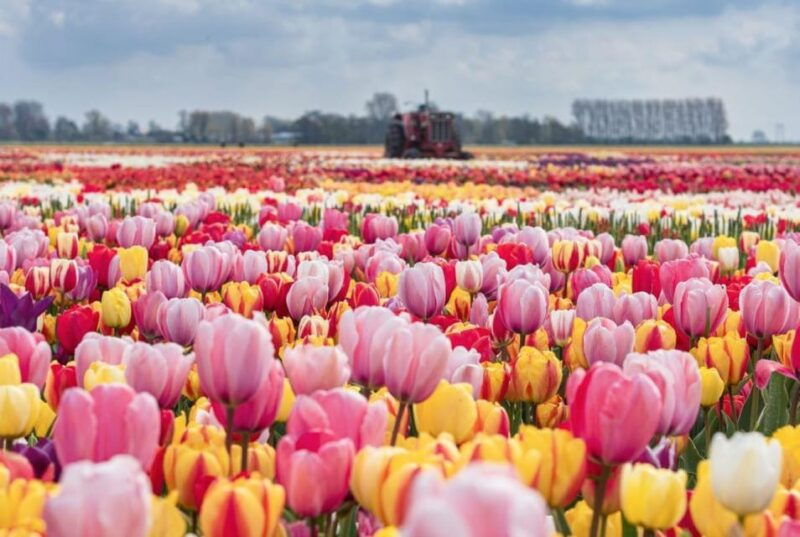 from-the-hague-private-tour-to-keukenhof-tulip-experience