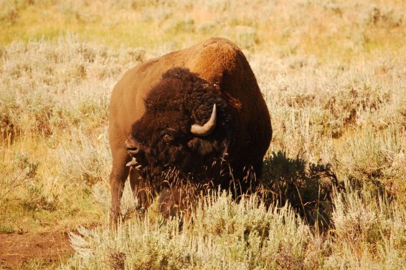 from-west-yellowstone-lamar-valley-wildlife-tour-by-van