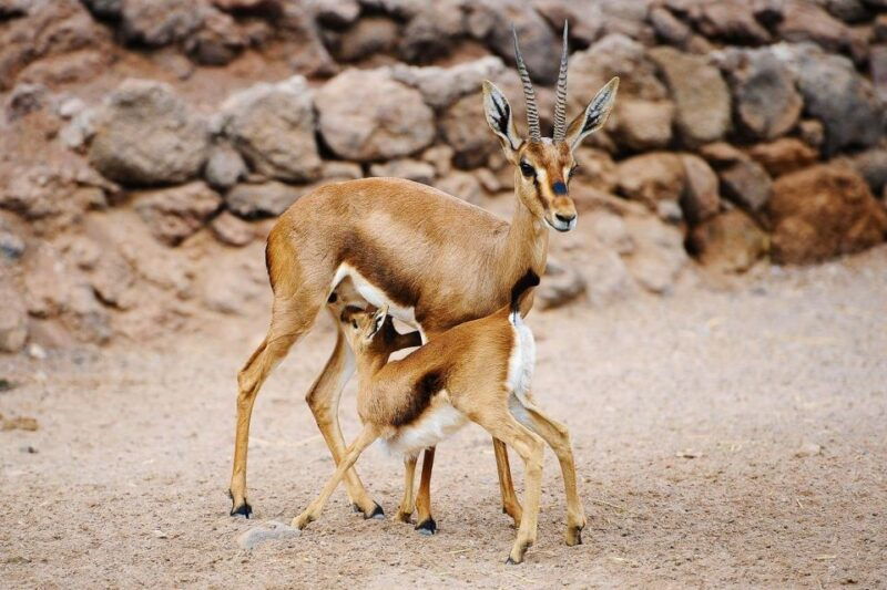 fuerteventura-oasis-wildlife-entry-ticket