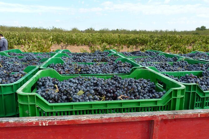 full-day-private-requena-wineries-premium-tastings