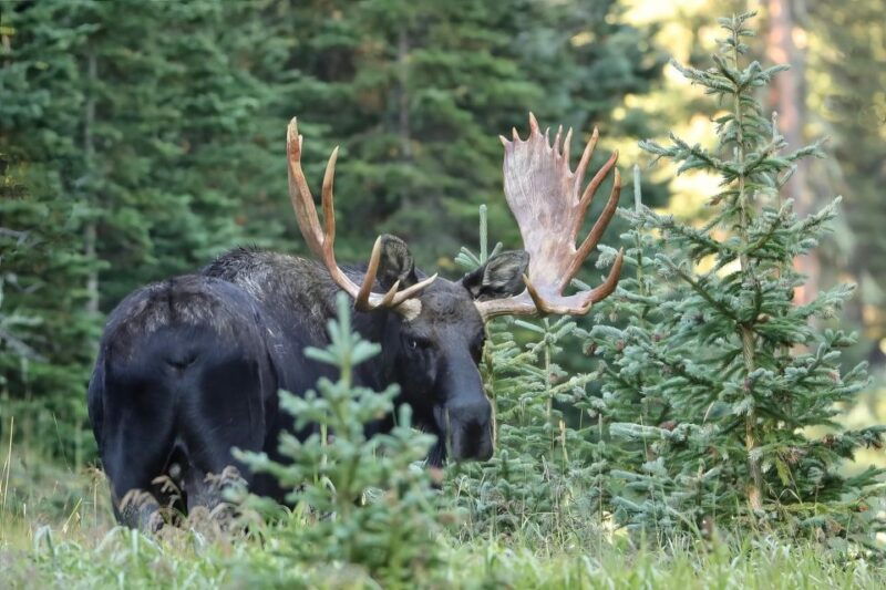 full-day-rmnp-over-the-top-tour-rmnphotographer