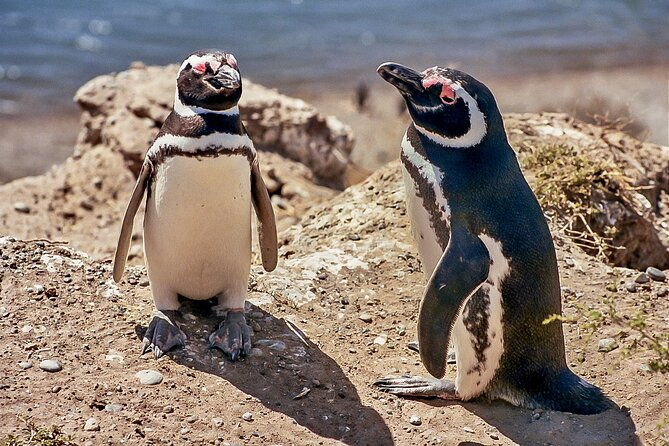 full-day-tour-to-punta-tombo-penguin-colony