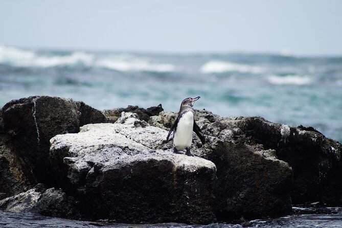 galapagos-hoping-islands-7-days-experience-4-islands
