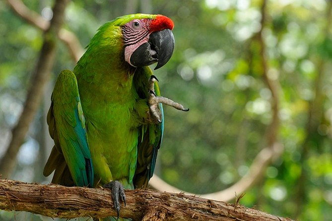 gandoca-manzanillo-trail-great-green-macaw-tour