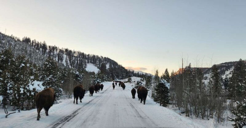 gardiner-yellowstone-national-park-wildlife-guided-tour