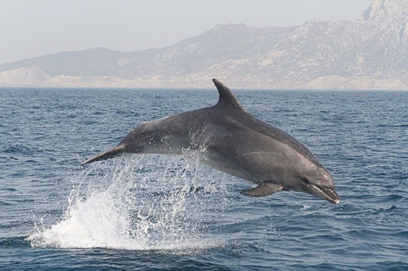 gibraltar-dolphins-watching-day-trip-from-seville