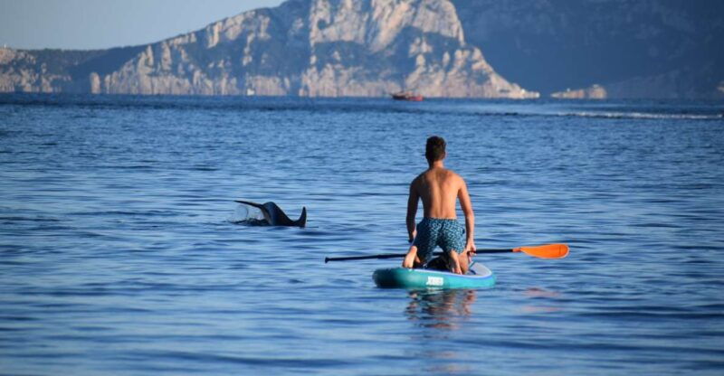 golfo-aranci-dolphin-watching-sup-paddleboard-tour