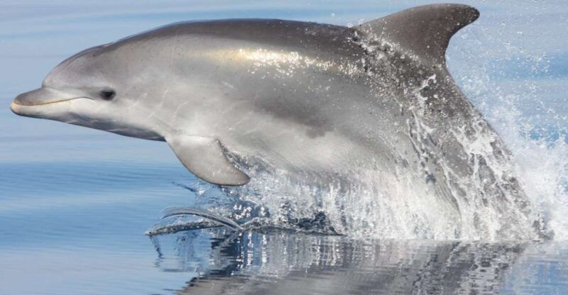 golfo-aranci-eco-friendly-dolphin-watching-boat-trip