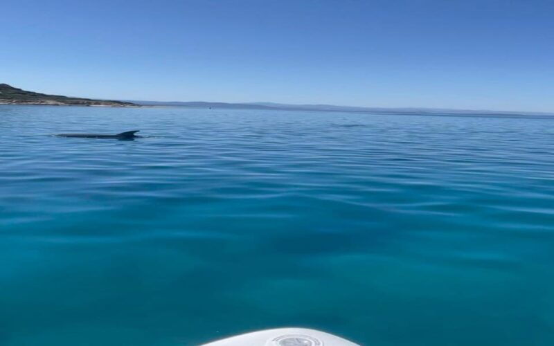 golfo-aranci-tour-sup-paddleboard-dolphin-watching