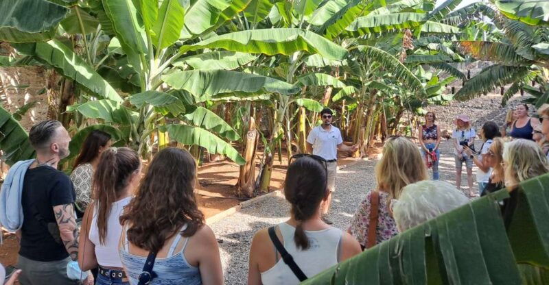gran-canaria-banana-world-guided-tour-tasting