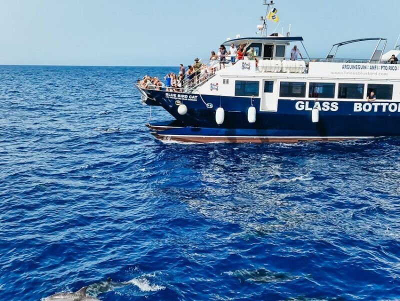 gran-canaria-catamaran-dolphin-watch-cruise-with-snorkeling