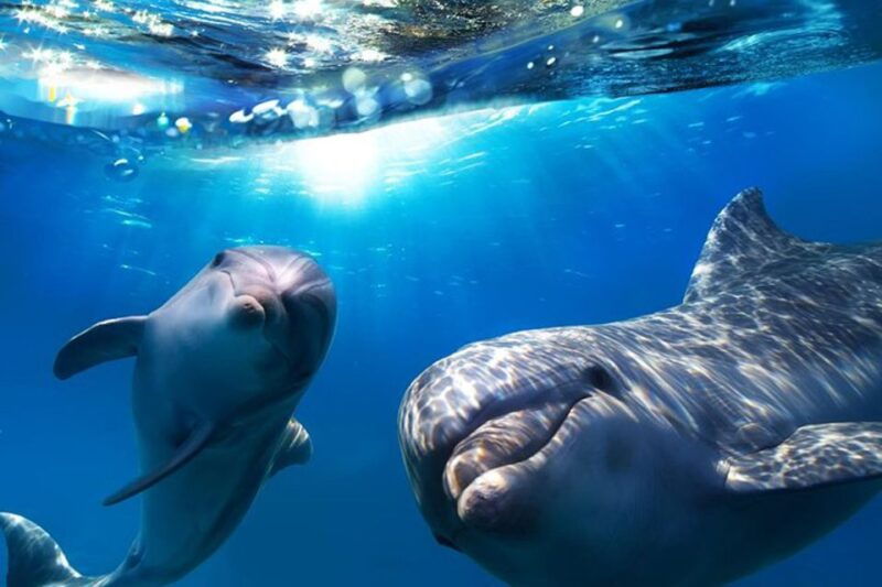 gran-canaria-dolphin-and-whale-watching-cruise