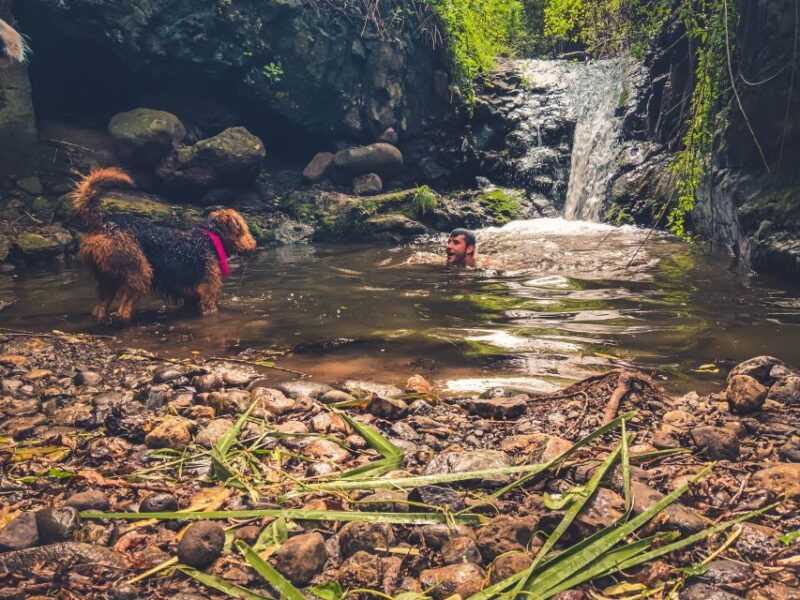 gran-canaria-guided-day-tour-to-rainforest-with-tasting