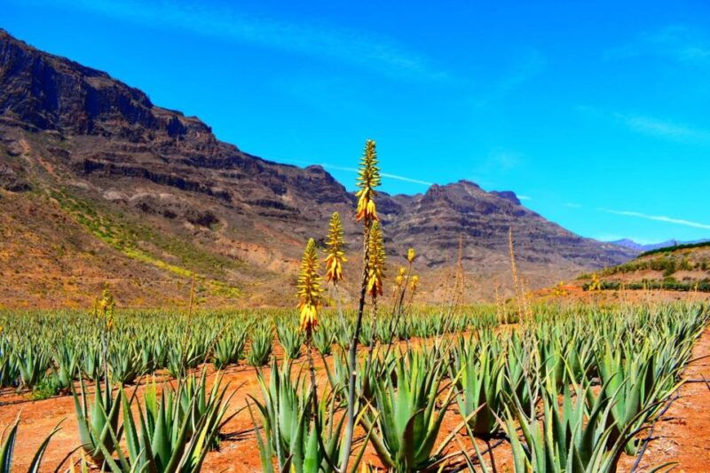 gran-canaria-highlights-full-day-tour-by-bus