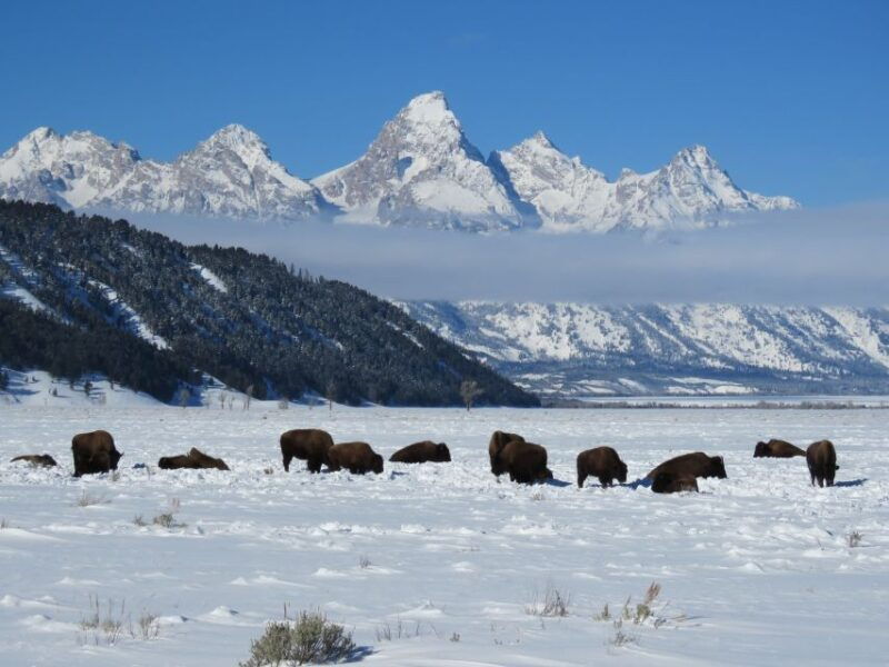 grand-teton-national-park-wildlife-tour-and-sleigh-ride