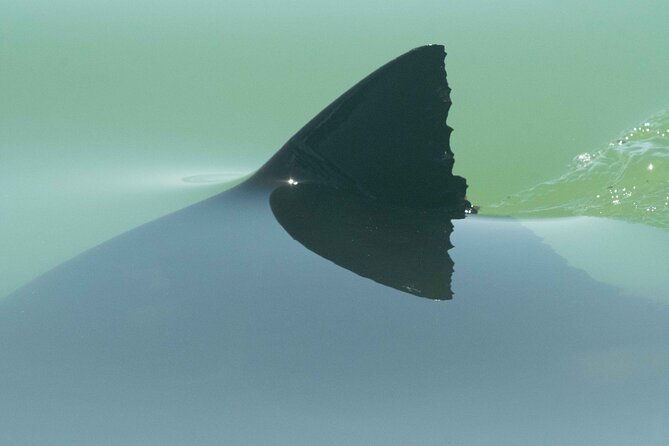 great-white-sharks-topside-in-monterey-bay