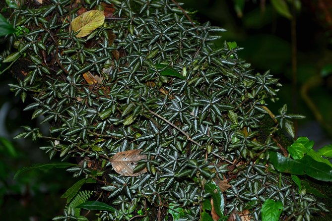 guided-night-hike-arenal-mundo-aventura