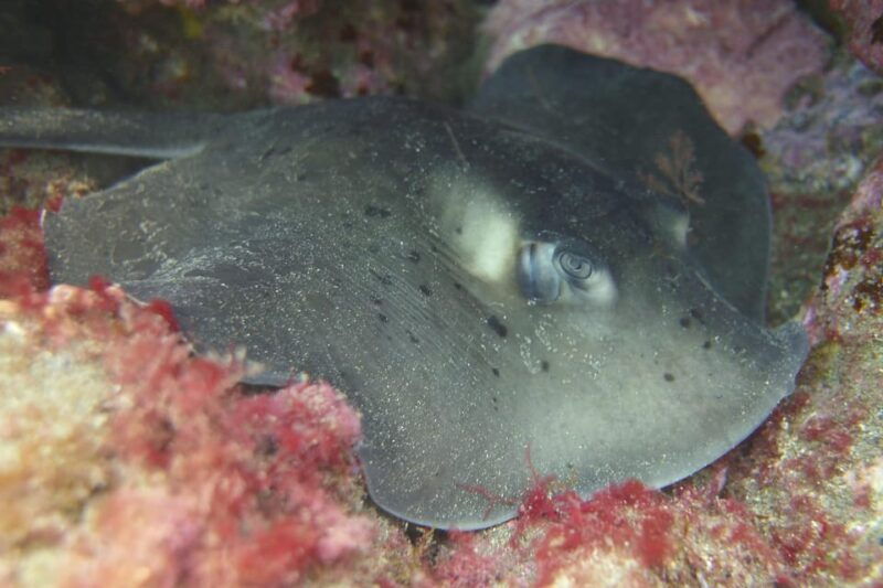 guided-snorkelling-experience-in-south-of-gran-canaria-2