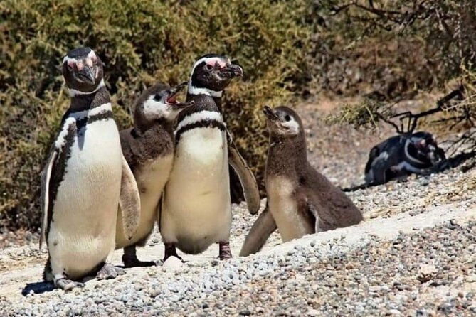 guided-visit-to-punta-tombo-for-cruises-includes-snack