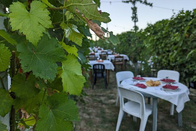 guided-walk-and-lunch-in-the-vineyard-in-alba