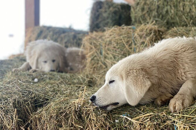 guided-walking-tour-of-methow-meadows-and-meet-the-animals