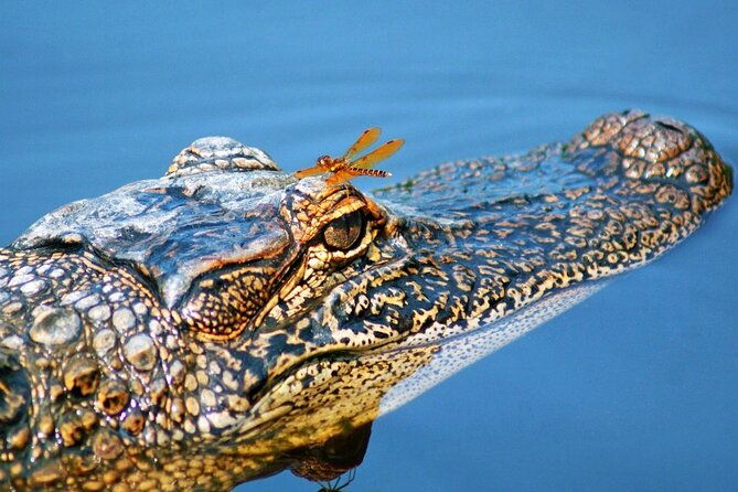 half-day-private-swamp-experience-in-louisiana