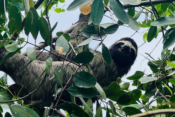 half-day-tortuguero-canal-cahuita-national-park-puerto-limon