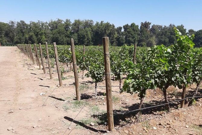 half-day-wine-tour-to-concha-y-toro-from-santiago-seasonal-offer