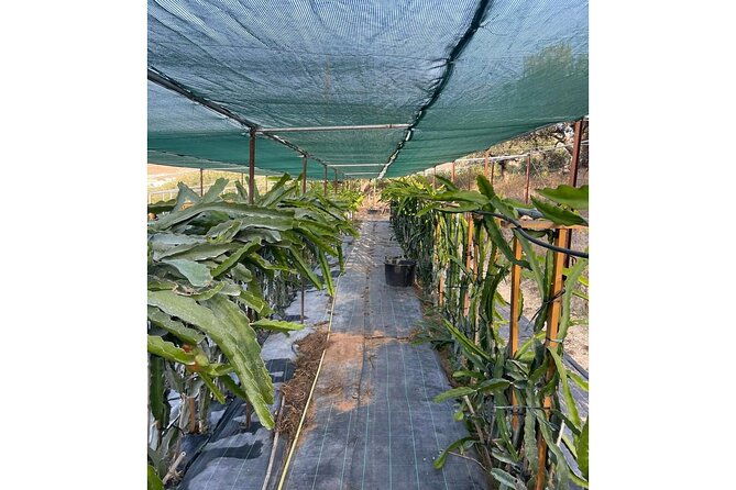 heraklionolive-dragon-fruit-farm-tour-cretan-farmers-brunch